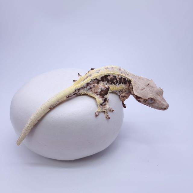 릴리화이트