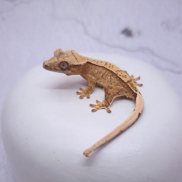 크림시클
