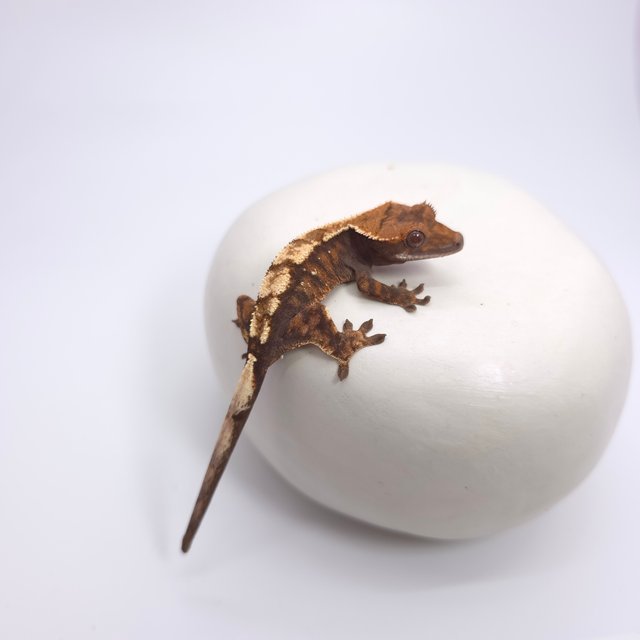 세이블 100%헷아잔틱