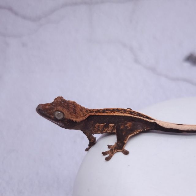 블랙 풀핀 엠티백