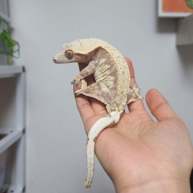 레드 드리피 화이트스팟