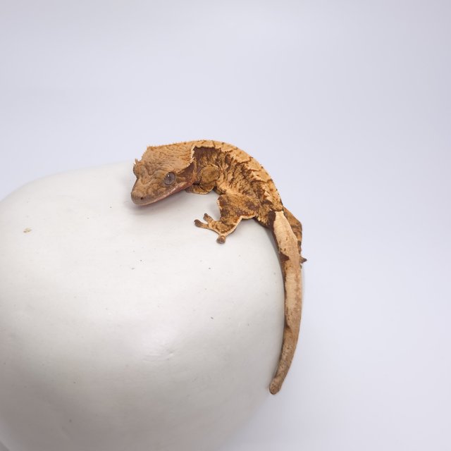 트라이 드리피 화이트스팟