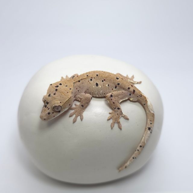 달마시안 슈퍼달마시안