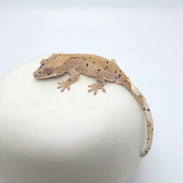 달마시안 슈퍼달마시안