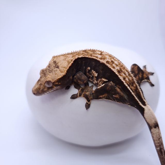 풀핀 블랙