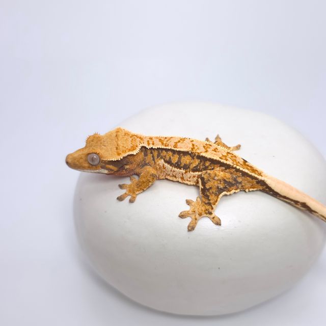 트라이