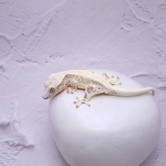 릴리화이트 크림시클