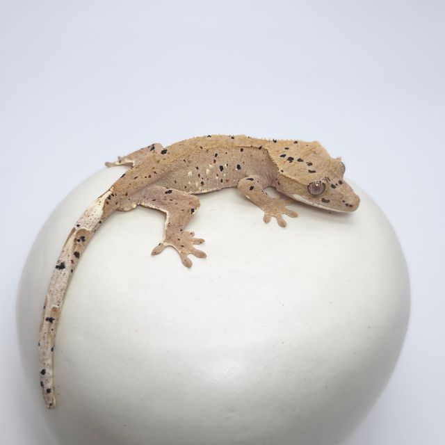 달마시안 슈퍼달마시안