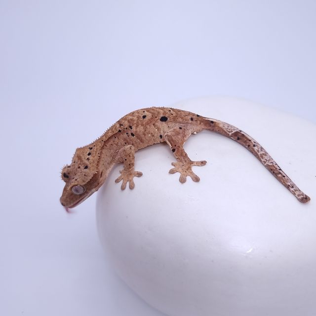 달마시안 슈퍼달마시안