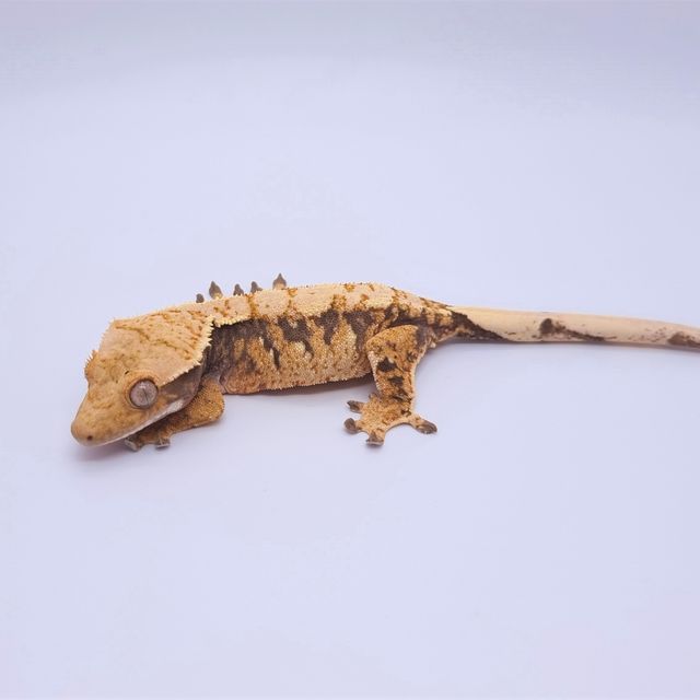 트라이 익스트림할리퀸