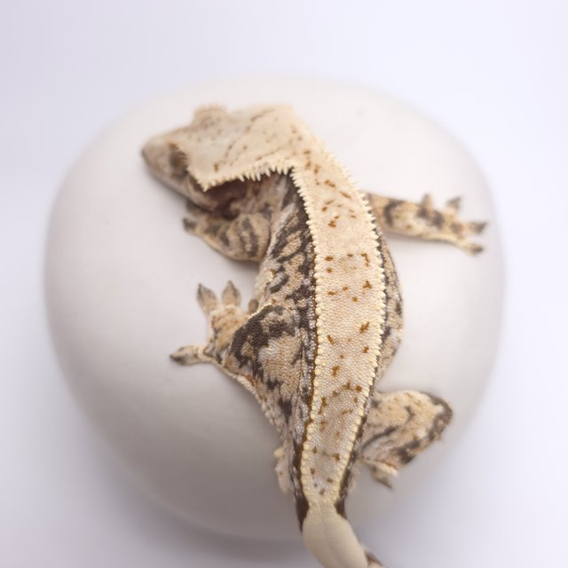 트라이 드리피 화이트스팟