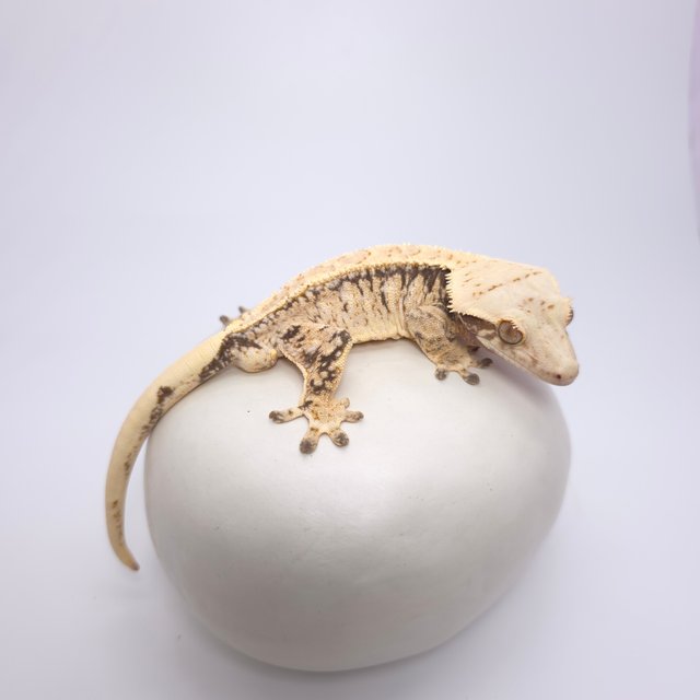 트라이 드리피 화이트스팟