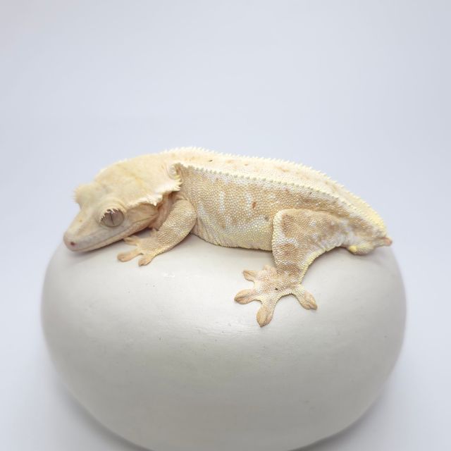 릴리100%헷아잔틱