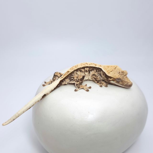 트라이