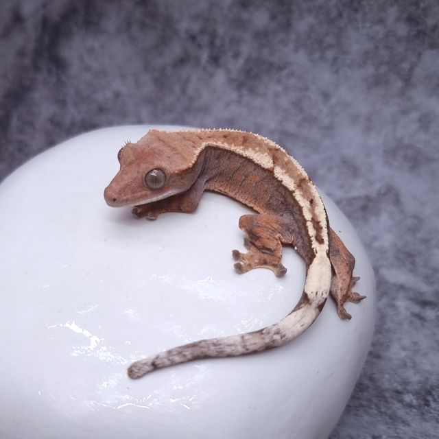 세이블
