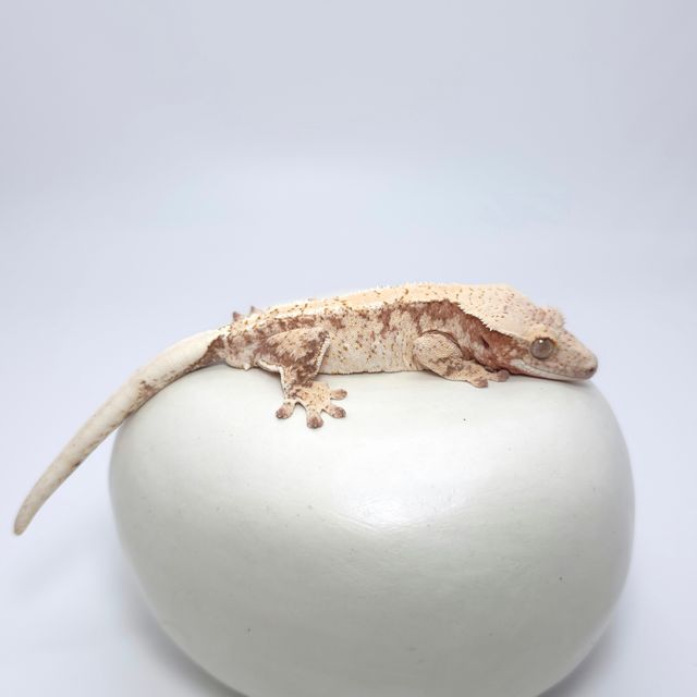 레드 드리피 화이트스팟