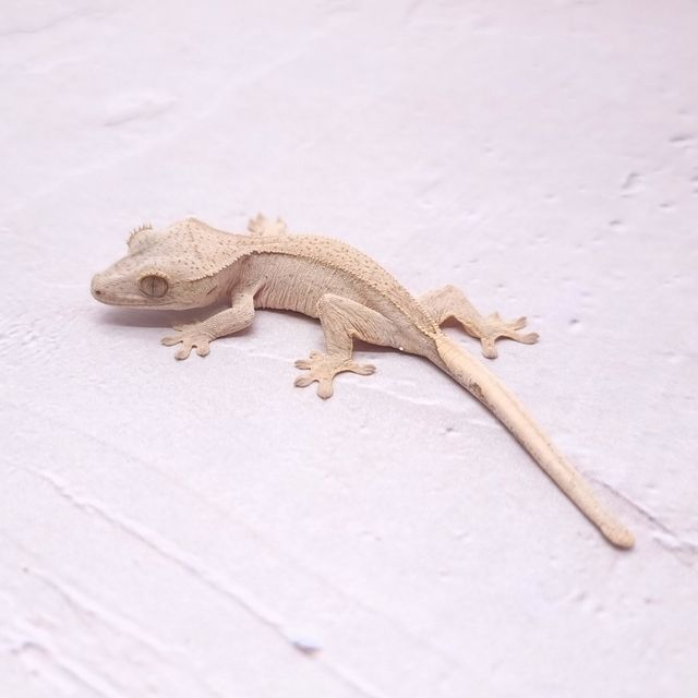 팬텀 옐로우 크림