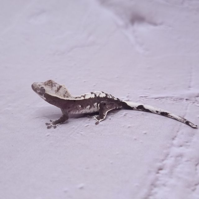 아잔틱