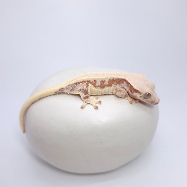레드 릴리화이트