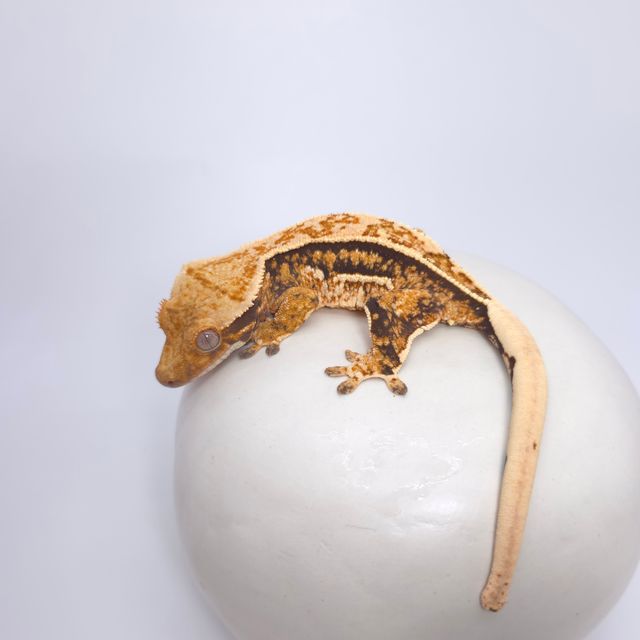 트라이