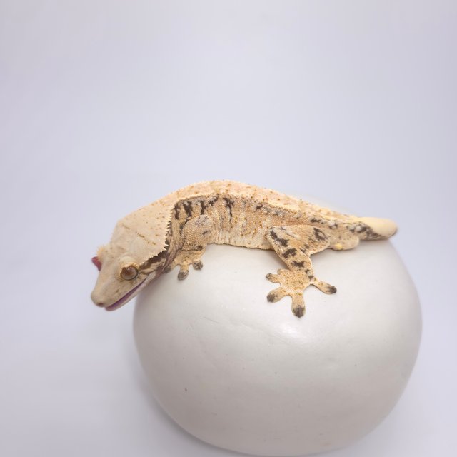 트라이 드리피 화이트스팟