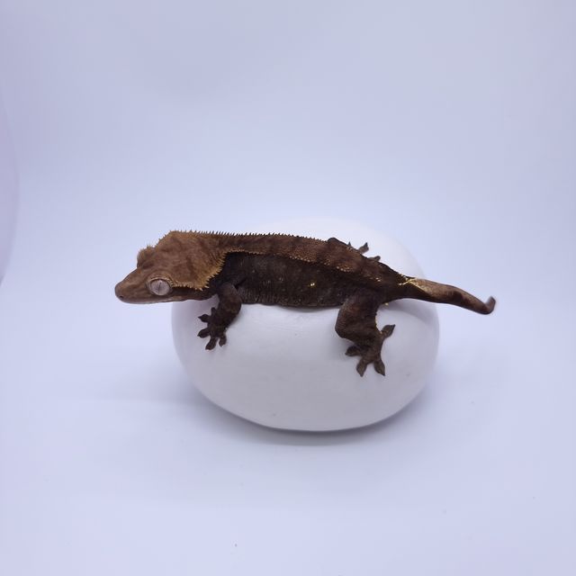 챠콜