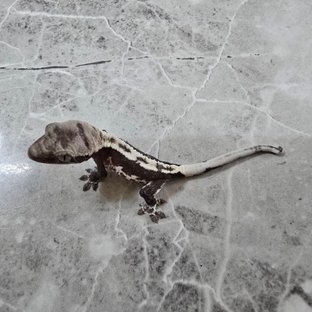 릴잔틱