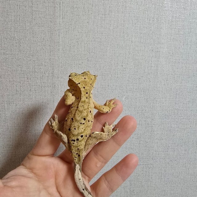 슈퍼달마시안 달마시안