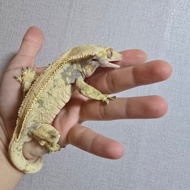 드리피 화이트 노멀