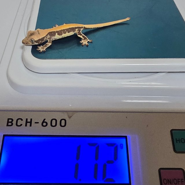 릴리화이트 솔리드백