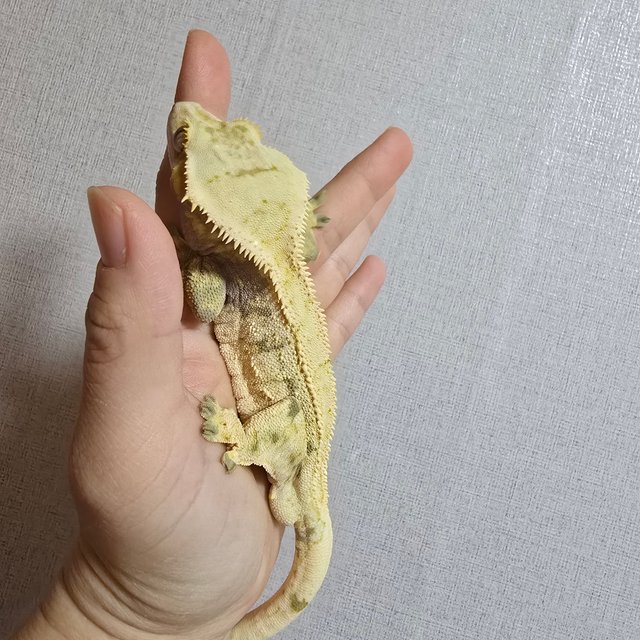 드리피 화이트 노멀