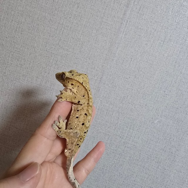 슈퍼달마시안 달마시안