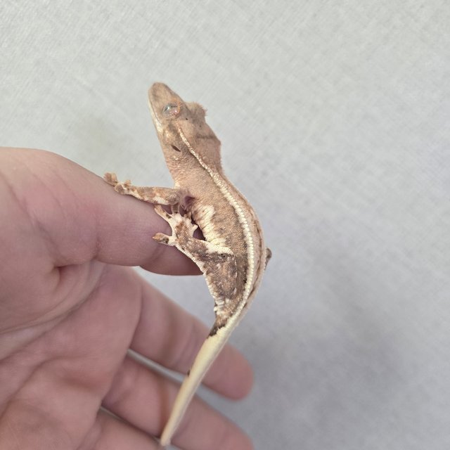 릴리100%헷아잔틱