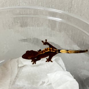 노멀 할리퀸 다크