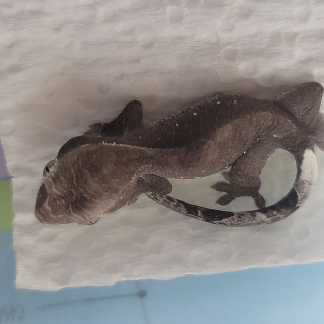 아잔틱