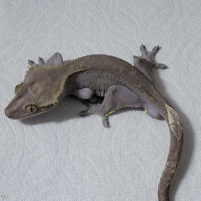 아잔틱