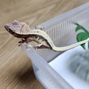 릴리 세이블 100%헷아잔틱