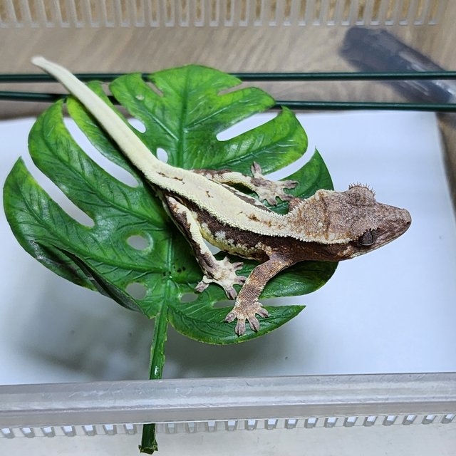 릴리 세이블 100%헷아잔틱