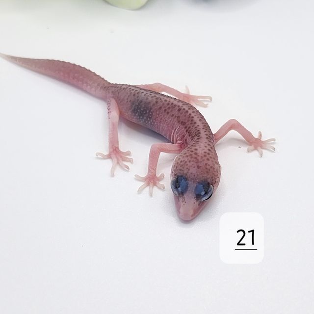 갤럭시