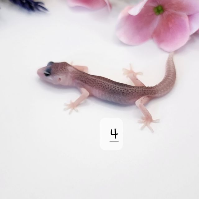 갤럭시