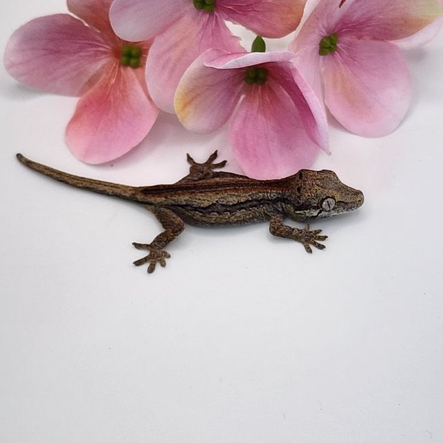 오렌지 스트라이프