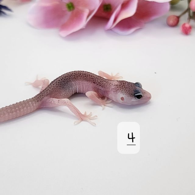 갤럭시