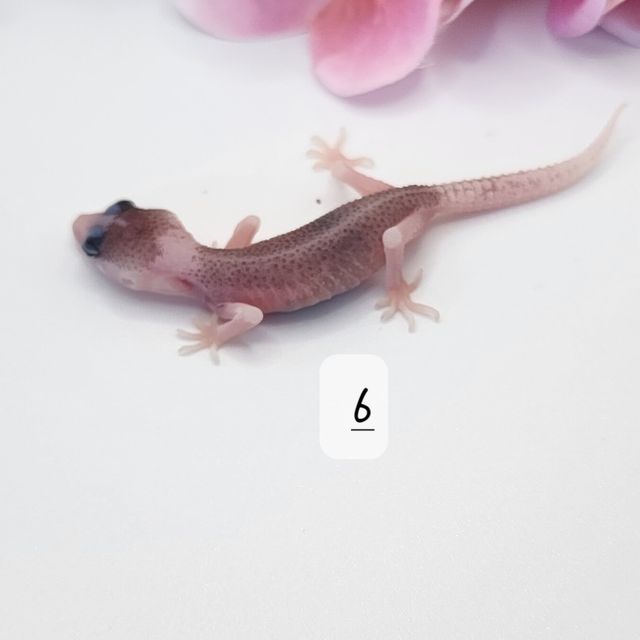 갤럭시