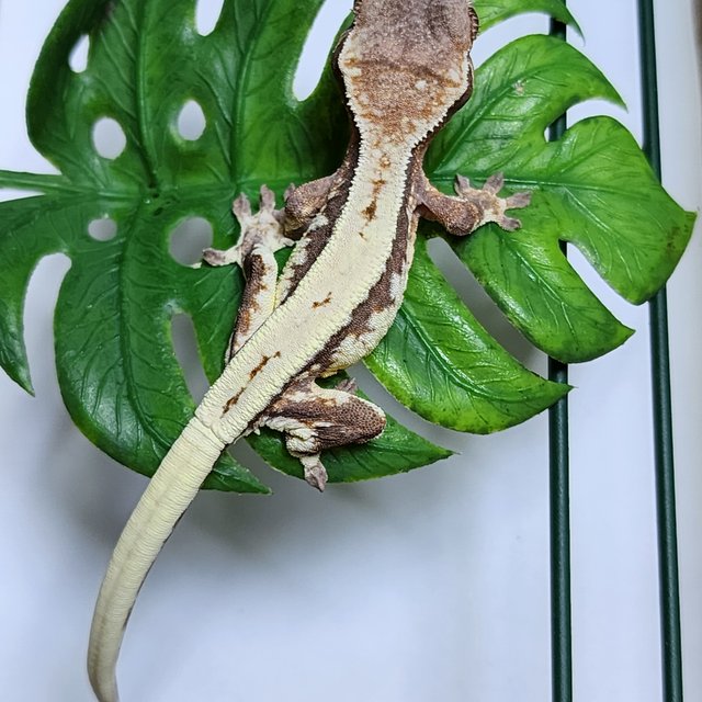 릴리 세이블 100%헷아잔틱