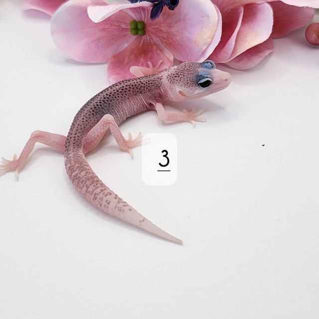 갤럭시