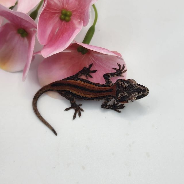 레드 스트라이프