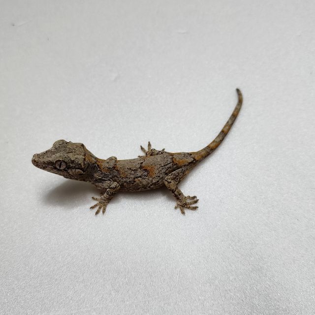 레티큘 오렌지