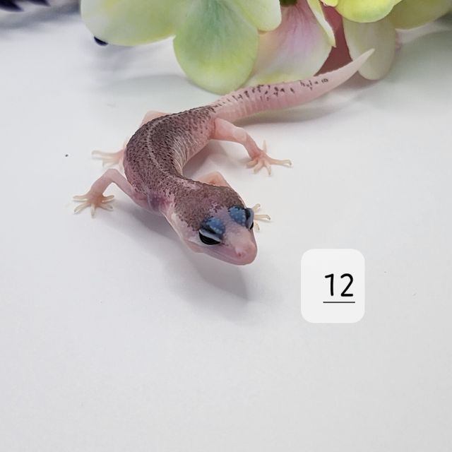 갤럭시