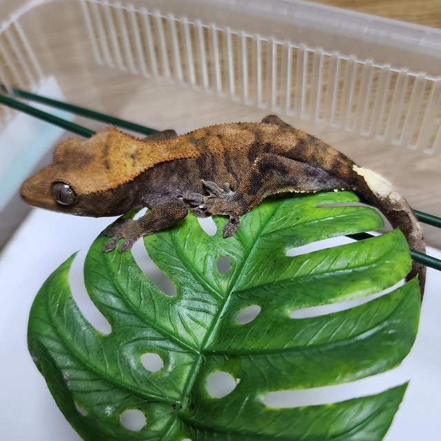 타이거 카푸치노