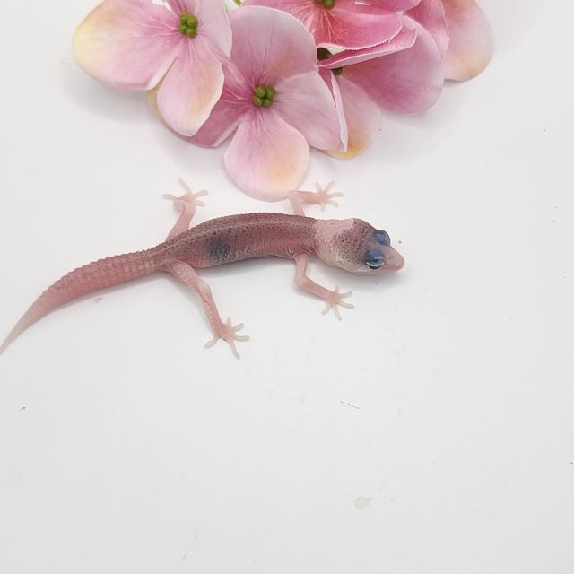 갤럭시